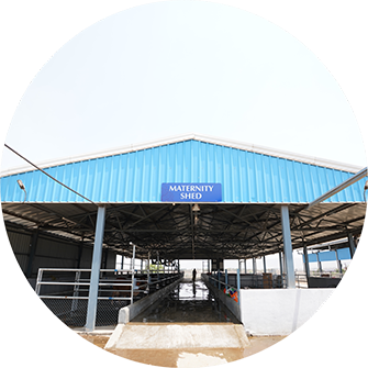 Mittal Dairy Farms